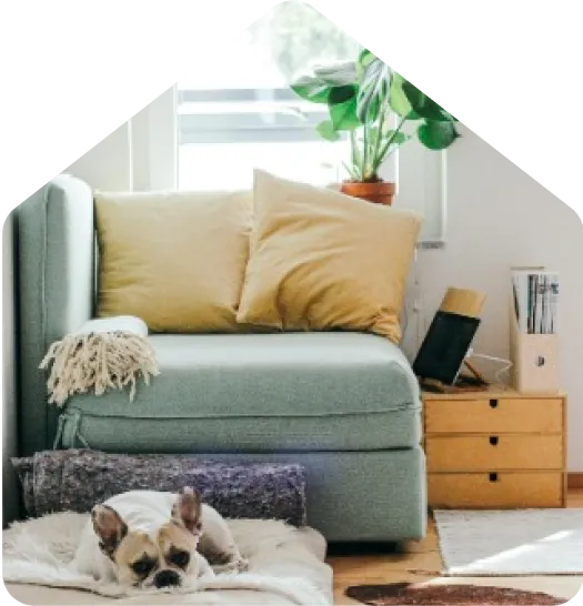 Small dog resting on a rug beside a light blue sofa with beige cushions and a plant on a side table in a bright living room.